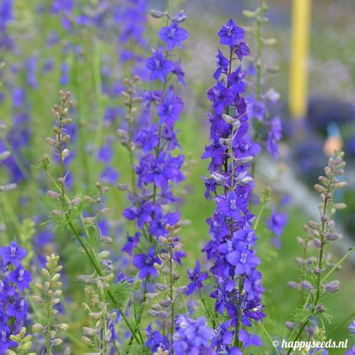 10 Graines Delphinium Annuel - "Blue Spire", Jardin & Terrasse, Bulbes & Semences, Graine, Printemps, Envoi