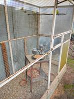 Kakariki, Dieren en Toebehoren, Ophalen