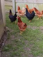 Les poules pondeuses de 22 semaines aujourd'hui achèteront d, Animaux & Accessoires, Poule ou poulet, Femelle