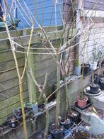 Saule à écorce verte ou jaune, en pot, Ophalen, Overige soorten, Struik, 250 cm of meer