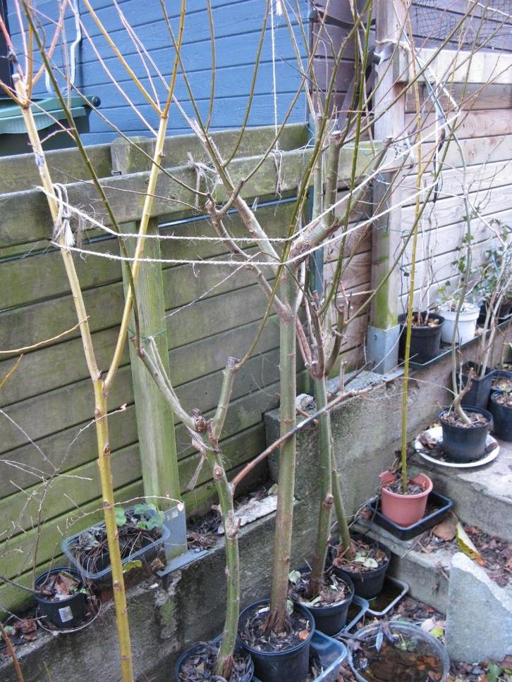 Saule à écorce verte ou jaune, en pot, Tuin en Terras, Planten | Struiken en Hagen, Struik, Overige soorten, 250 cm of meer, Ophalen