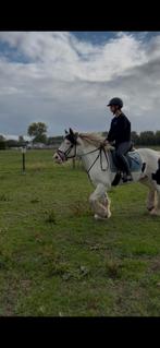 Verzorg pony/paard gezocht!, Dieren en Toebehoren