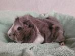 Mooie cavia zeugjes, Dieren en Toebehoren, Knaagdieren, Augustus, Cavia