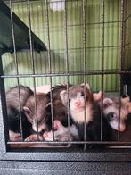 Jeune FURETTE disponible, Dieren en Toebehoren, Knaagdieren, Fret, Juni, Meerdere dieren, Tam