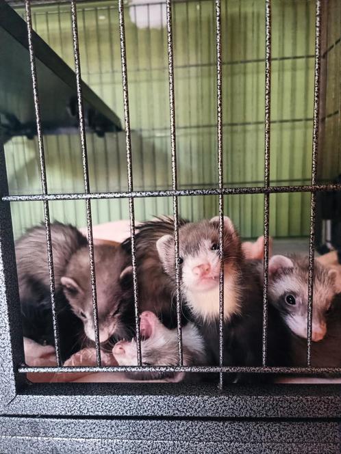 Jeune FURETTE disponible, Dieren en Toebehoren, Knaagdieren, Meerdere dieren, Fret, Juni, Tam