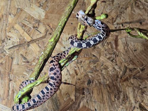 Jonge stierslangen, Dieren en Toebehoren, Reptielen en Amfibieën