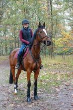 11 jarige volbloed merrie te koop, Dieren en Toebehoren, Paarden, Merrie, Springpaard, Gechipt, Niet van toepassing