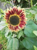 Zonnebloemen, Tuin en Terras, Ophalen