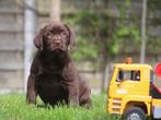 Labrador - Chocolade pups, Dieren en Toebehoren, Honden | Retrievers, Spaniëls en Waterhonden, CDV (hondenziekte), Meerdere, Teef