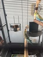 Perruxhe, Enlèvement