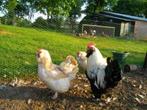Duitse favorelle, Dieren en Toebehoren, Ophalen