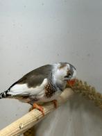 Zebravink Xl bont MAN, Mannelijk, Tropenvogel, Geringd