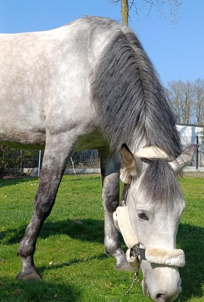 Leuke allrounder, Animaux & Accessoires, Chevaux, Vermifugé, Vacciné