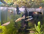 Mooie en gezonde guppen, Dieren en Toebehoren, Vissen | Aquariumvissen