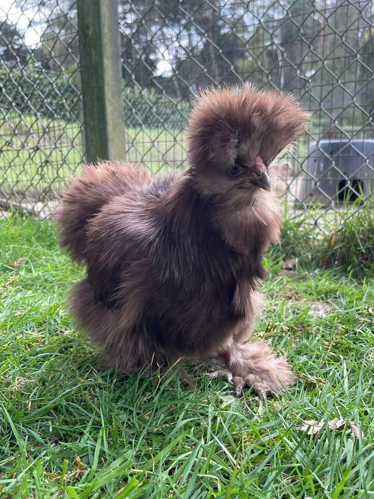 3 USA Zijdehoen Hennen, Dieren en Toebehoren
