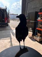 Kraai, Ophalen, Zo goed als nieuw