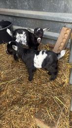 Te koop 2 lammetjes bokjes, Dieren en Toebehoren, Schapen, Geiten en Varkens