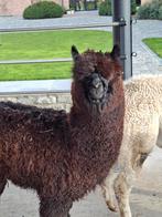 Twee alpaca's te koop geboren 2025, Avril, Mâle