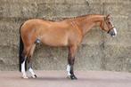 Chique & brave springpaarden GEZOCHT, Dieren en Toebehoren, Paarden, Met stamboom, Springpaard, L, 7 tot 10 jaar