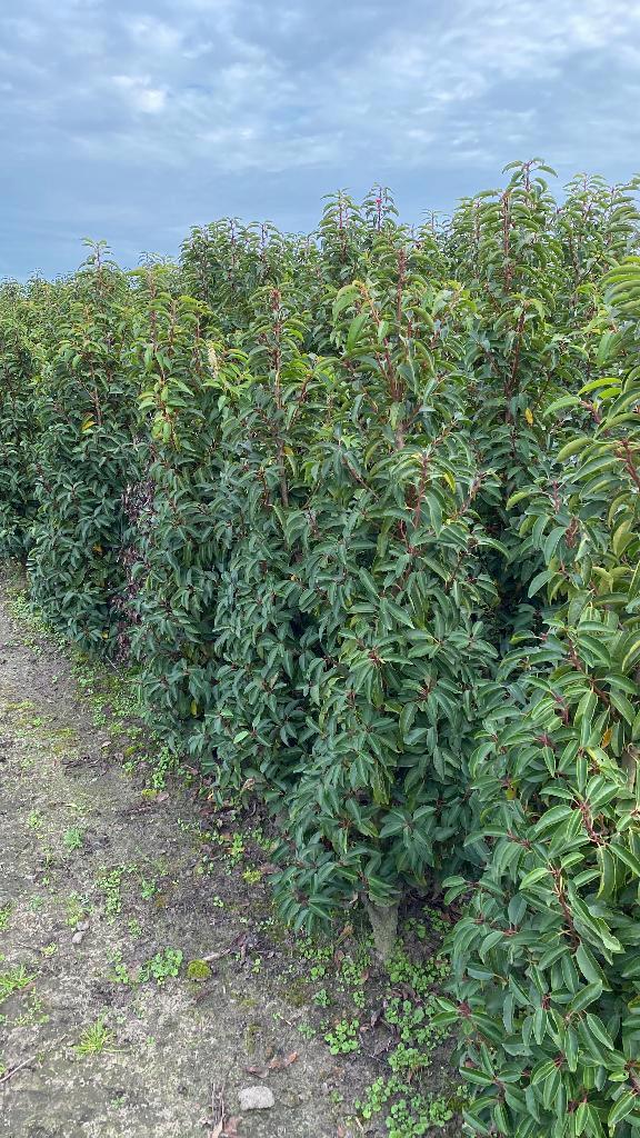 Portugese Laurier, Tuin en Terras, Planten | Struiken en Hagen, Struik, Laurier, Ophalen