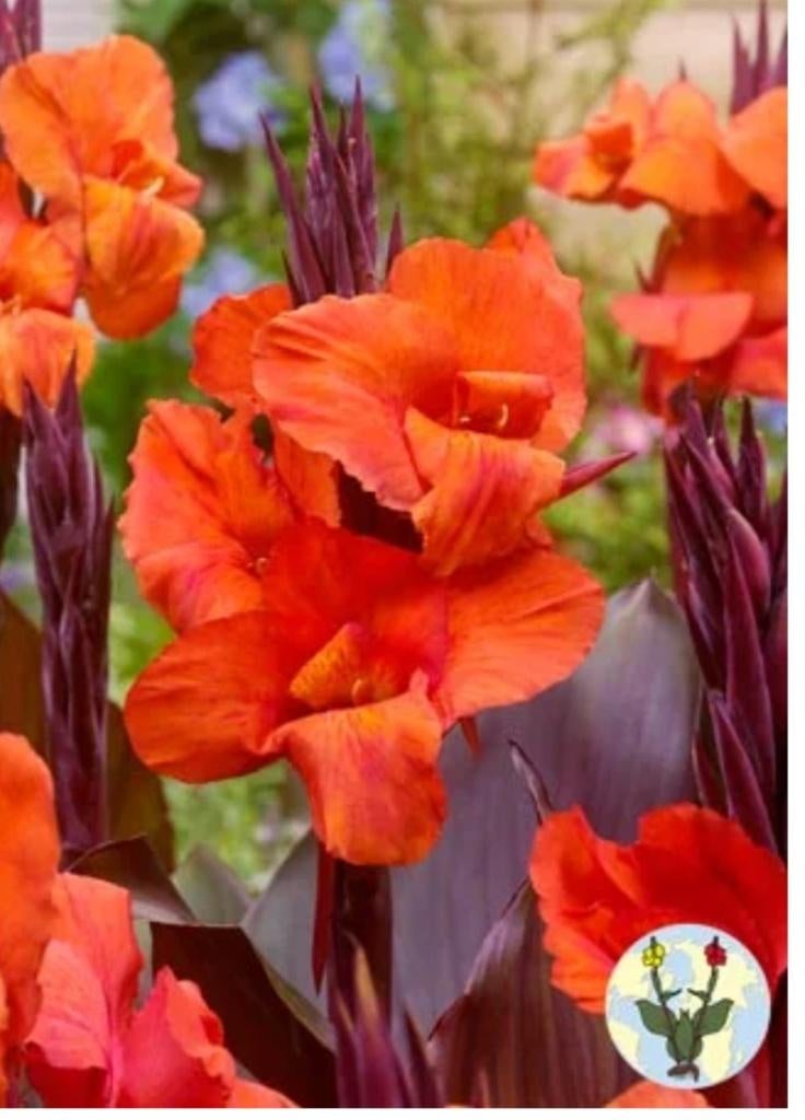 Groot assortiment Canna's, Ophalen of Verzenden, Voorjaar, Volle zon, Wortelstok