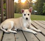 Prachtige crème pomsky reu, Dieren en Toebehoren, Parvo, België, 8 tot 15 weken, Eén hond