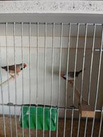 Spitsstaartamandines, Dieren en Toebehoren, Vogels | Overige Vogels, Meerdere dieren, Tropenvogel, Geringd