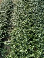 Lonicera nit 'Maigrun' p9, Ophalen, Overige soorten, Haag, Minder dan 100 cm