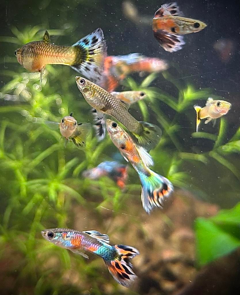 Rasguppen, Dieren en Toebehoren, Vis, Zoetwatervis, Schoolvis