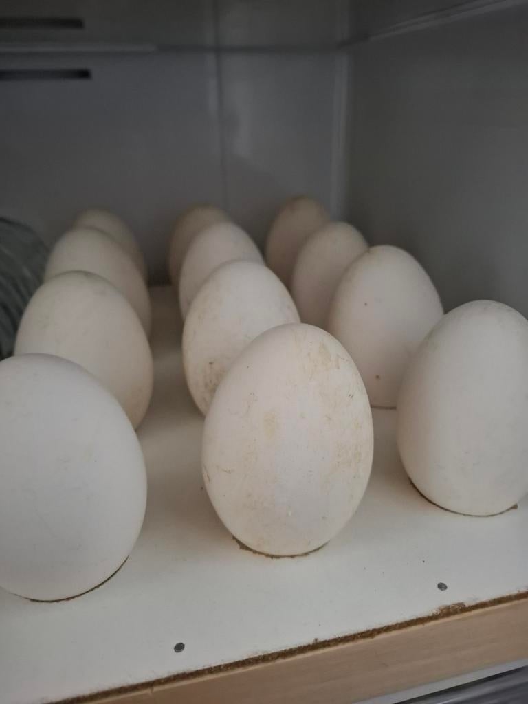 Ganzen eieren, Enlèvement