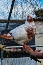 Mooie grote doffer te koop!, Animaux & Accessoires, Oiseaux | Pigeons