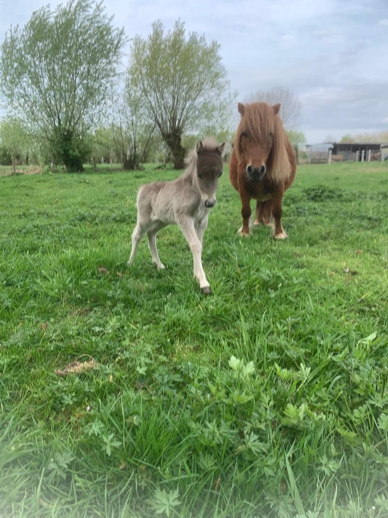 Mini silver dapple veulentje, Dieren en Toebehoren, Hengst, Gechipt, 0 tot 2 jaar