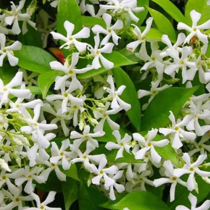 Toscaanse jasmijn, Ophalen