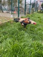 Broedeieren hint shamo, Sexe inconnu, Poule ou poulet