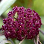 Hoya Cinnamomifolia var. Purpureofusca, Ophalen of Verzenden