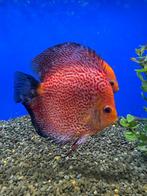 Pêche au disque, Poisson, Poisson d'eau douce