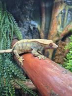 Wimpergekko koppel + terrarium 90x45x45, Ophalen