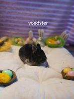 Konijnen, Dieren en Toebehoren, Meerdere dieren, Klein