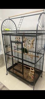 perroquet Eclectus, Animaux & Accessoires, Oiseaux | Cages & Volières, Enlèvement, Comme neuf