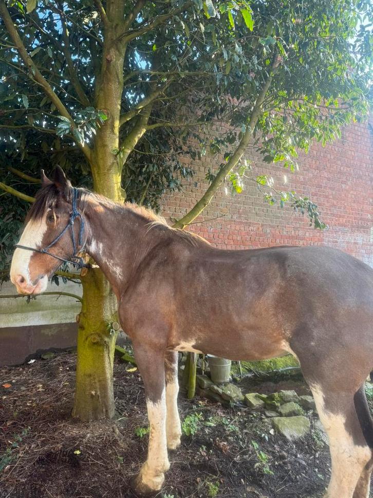 Super lieve clydesdale merrie, Animaux & Accessoires, Chevaux, Jument, Débourré, 175 cm ou plus, 11 ans ou plus, Cheval de récréation