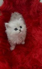 Chaton persan chinchilla, Chatte ou Chat, Vermifugé, 0 à 2 ans