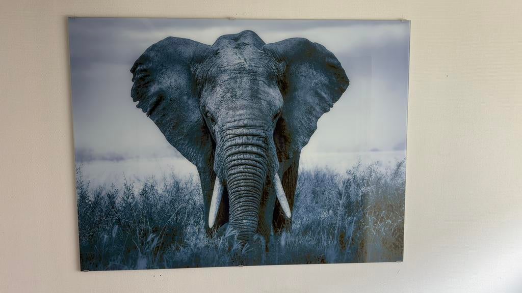 Grote Luxe Wanddecoratie Olifant  – 160 x 120 cm, Ophalen, Zo goed als nieuw