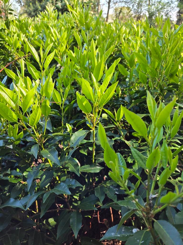 Magnifique laurier portugais idéal pour planter en avril-mai, Jardin & Terrasse, Plantes | Jardin, Enlèvement