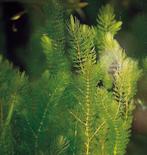 Hoornblad voor aquarium, Dieren en Toebehoren, Ophalen