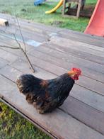 Mooie haantjes te koop 5st .