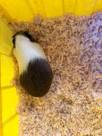 Cuy cavia beertje, Mâle, Février, Domestique, Cobaye