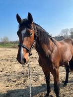 2-jarige hengst uit top moederlijn, Dieren en Toebehoren, Springpaard, Met stamboom, 0 tot 2 jaar, Hengst
