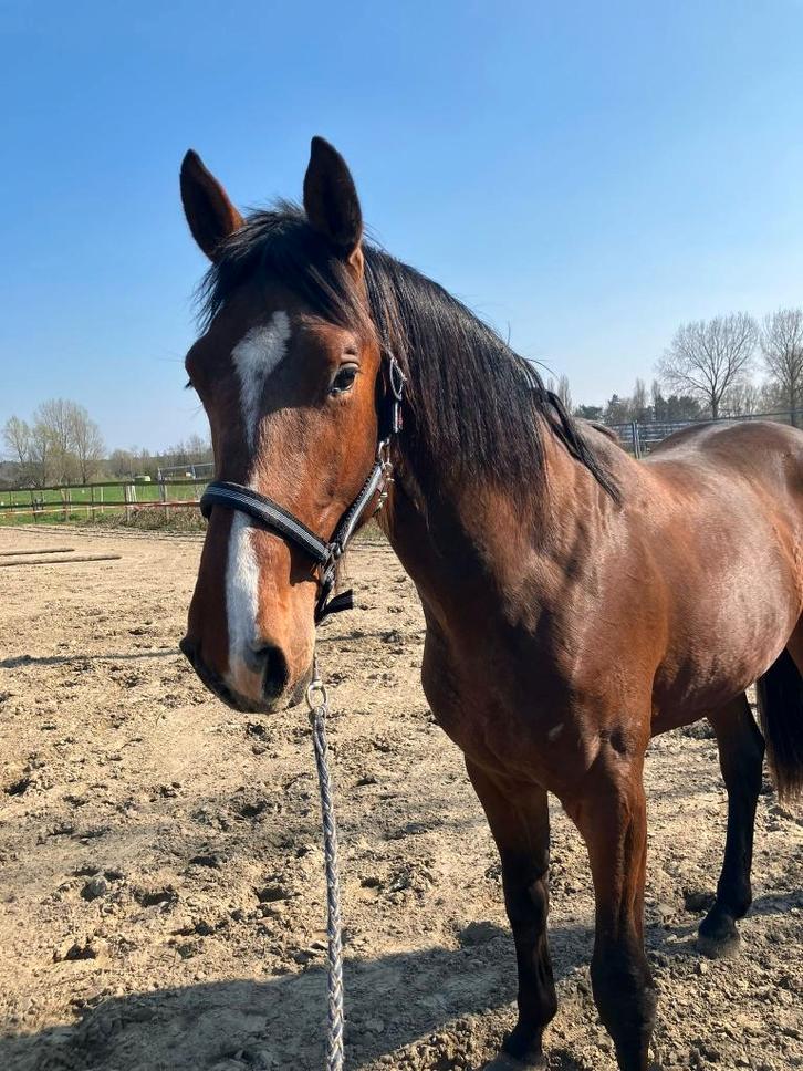 2-jarige hengst uit top moederlijn, Dieren en Toebehoren, Paarden, Hengst, Onbeleerd, 0 tot 2 jaar, Springpaard, Met stamboom