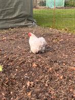 Cochin kriel, Dieren en Toebehoren, Kip