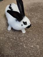 Reuzevlinder ram te koop